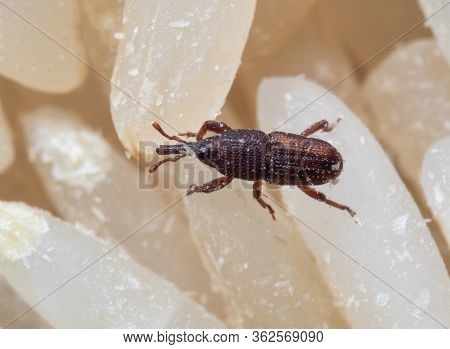 Macro Photography Of Rice Weevil Or Sitophilus Oryzae On Raw Rice