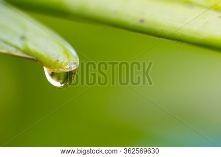 Green Leaves With Drops Of Rain Or Water. Close Up Water Drop After Raining .can Be Used As Backgrou