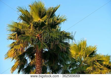 Palm Trees On The Streets Of Los Angeles
Colorful Palm Tree Background For Web Design.