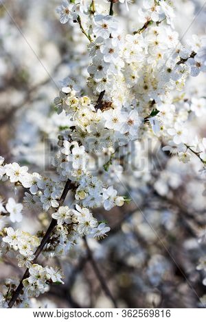 Cherry Plum Branches With White Flowers And Young Leaves, Spring Concept.