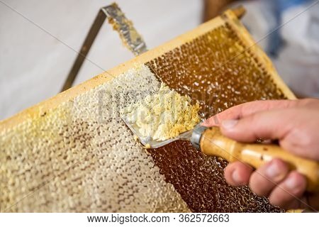 Honeycomb Open Unwaxing Fork Beekeeper Uncapped For Harvest Golden Delicious Honey Closeup