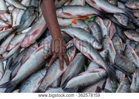 Various Fishes Displayed For Sale At Territy Bazar, Kolkata, West Bengal, India..