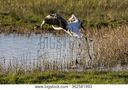 Pink Flamingo (phoenicopterus Roseus) At Dawn In The Natural Park Of The Marshes Of Ampurdán, Girona