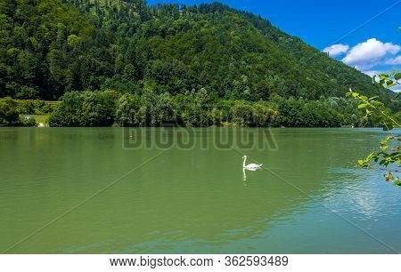 Swan Swimming On The River Drava In Slovenia, Eastern Alps