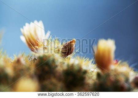 Texas Nipple Cactus Flowers Close Up View. Mammillaria Prolifera. Ladyfinger Cactus. Shallow Depth O