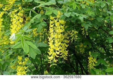 Close Shot Of Panicle Of Yellow Flowers Of Laburnum Anagyroides In May