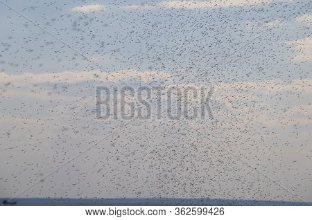 Swarm Of Mosquitoes On The Background Of The Sea. Mosquitoes Males Fly Over Water. Texture Of Nature