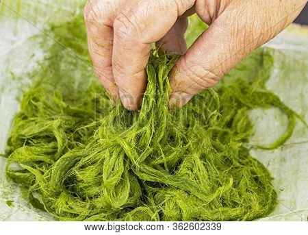Freshwater Green Algae Scientific Name Is Spirogyra Sp. On Banana Leaf
