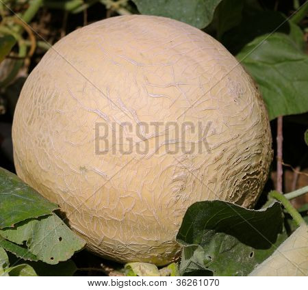 Cantalope v zahradě