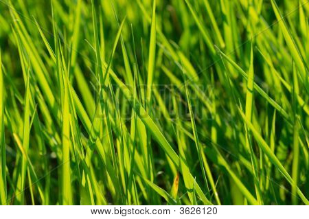 Gras