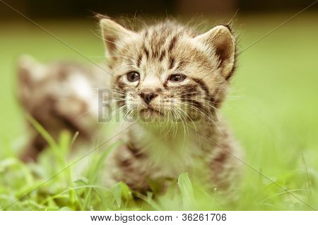 adorabili gattini piccoli