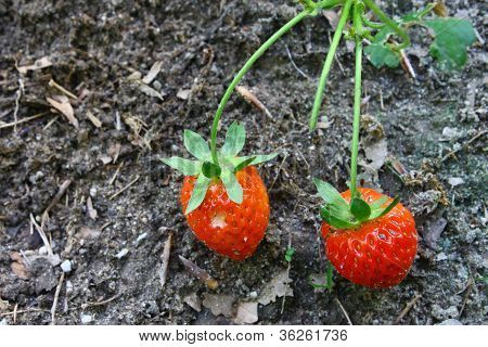 Aardbeien