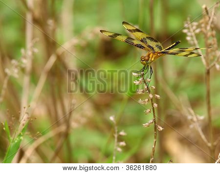 Dragonfly
