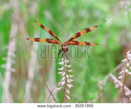 Dragonfly