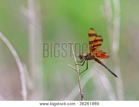 Dragonfly