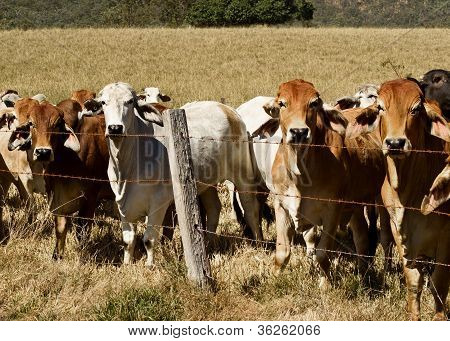 Linea bovini da carne australiana brahma lungo una recinzione