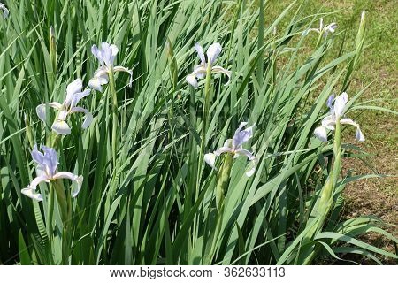 Bunch Of Light Violet Flowers Of Irises In May