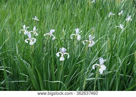 Flowering Light Violet Irises In The Garden In May