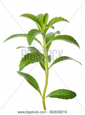 Stevia Rebaudiana Branch  Isolated On White Background