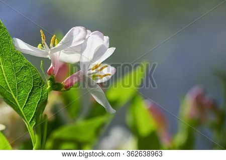 Honeysuckle Pink With Leaves In Garden, Close Up