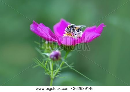 Bumblebee Covered With Pollen Pollinates The Flower
