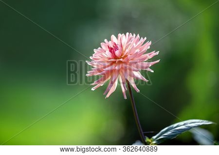 Beautiful Pink Dalia Flower In The Garden