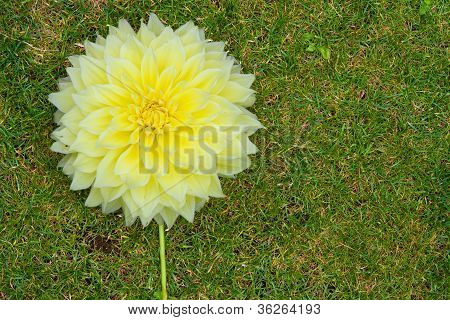 Une grande tête de fleur jaune sur le Lawnac