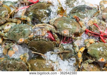 Fresh Crabs In Seafood Market. Arthropod Phylum. Armature And Claw Concept. Fresh Sea Crab That Are 