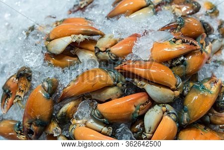 Fresh Crabs In Seafood Market. Arthropod Phylum. Armature And Claw Concept. Fresh Sea Crab That Are 