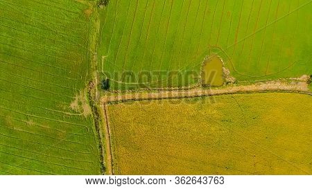 Aerial View Shot From Drone Of The Beautiful Paddy Fields With Green Young Sprouts In Farming Organi