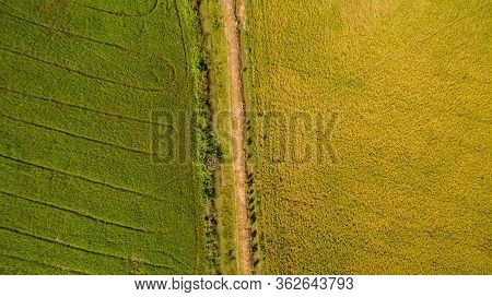 Aerial View Shot From Drone Of The Beautiful Paddy Fields With Green Young Sprouts In Farming Organi