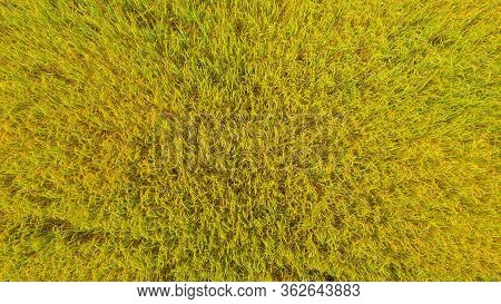 Aerial View Shot From Drone Of The Beautiful Paddy Fields With Green Young Sprouts In Farming Organi