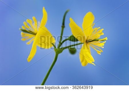 Celandine Flowers Isolated On A White Background