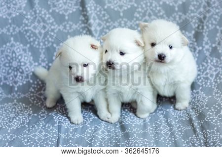 Cute Adorable Fluffy White Spitz Dog Puppies