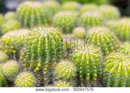 Goloden Echinopsis Calochlora Cactus. Desert Plant. Group Of Small Cactus In The Pot . Selective Foc