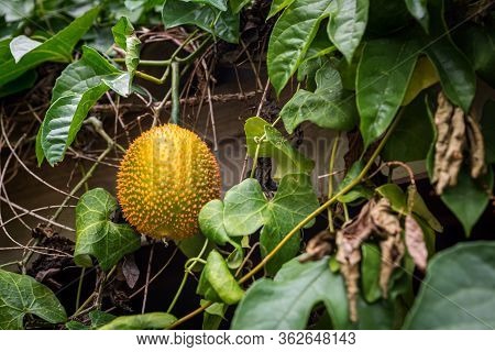 Gac Fruit On Tree,(baby Jackfruit, Cochinchin Gourd, Spiny Bitter Gourd, Sweet Gourd). Momordica Coc