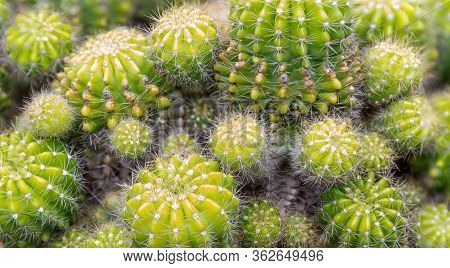 Goloden Echinopsis Calochlora Cactus. Desert Plant. Group Of Small Cactus In The Pot . Selective Foc