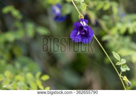 Butterfly Pea Flower, This Flower Can Coloring Matter In Thai Dessert Having Blue And Purple Color B