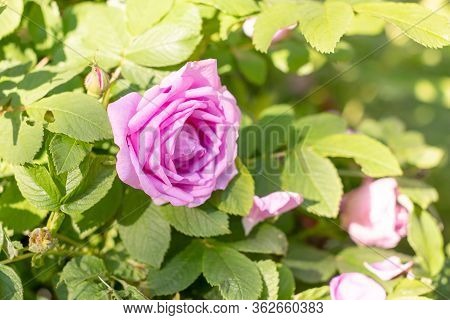 Pink Rose Flowers Of Rosehips Bush In The Summer Garden. Wil Roses Growing In Nature.wild Rose Bloom