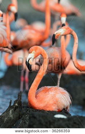 플라밍고 (phoenicopterus Ruber)에 둥지입니다.