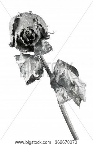 Silver Rose Isolated On White. Silver Dried Flower Head, Romance Concept. High Resolution Photo. Ful