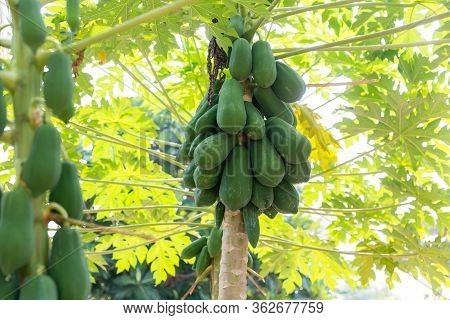 Organic Green Papaya On Tree. Nature Fresh Green Papaya On Tree With Fruits In Nature Landscape. Pap