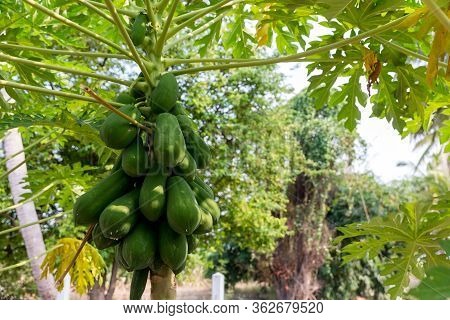 Organic Green Papaya On Tree. Nature Fresh Green Papaya On Tree With Fruits In Nature Landscape. Pap