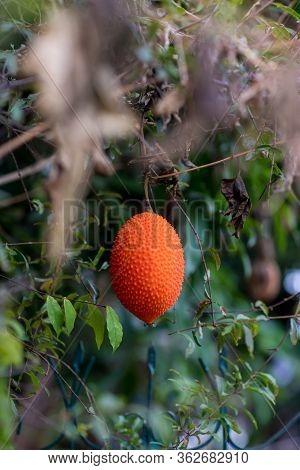 Gac Fruit On Tree,(baby Jackfruit, Cochinchin Gourd, Spiny Bitter Gourd, Sweet Gourd). Momordica Coc