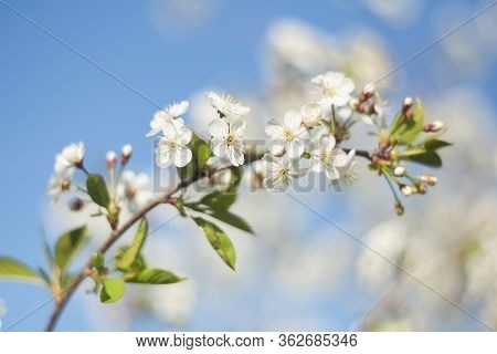 A Branch Of A Blooming Cherry Tree Against A Blue Sky