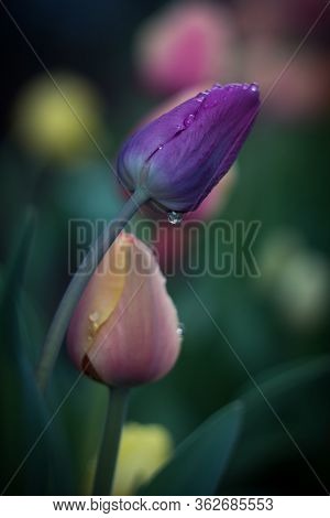 Multicolored Tulips On A Flower Bed After The Rain