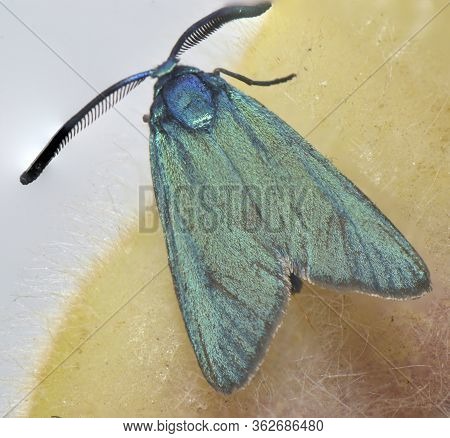 Moth A Small Butterfly With Green Mother-of-pearl Wings And A Large Mustache