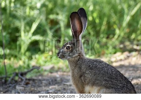 Black-tailed Jackrabbit Relaxing In A Secluded Meadow