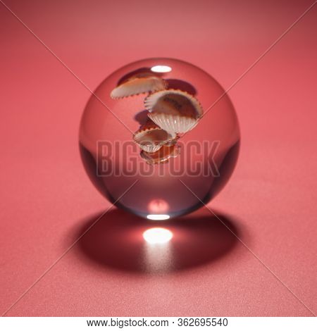Seashell In A Glass Ball On A Pink Background