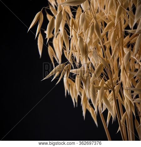 Dry Ears Of Oats On A Black Background